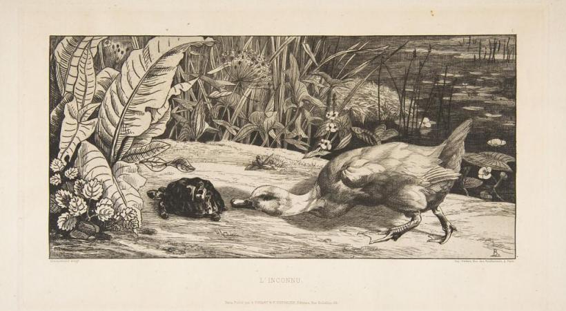 «L’inconnu. La tortue et le canard», une œuvre de Félix Bracquemond. MUSéE D’ART ET D’HISTOIRE, GENèVE