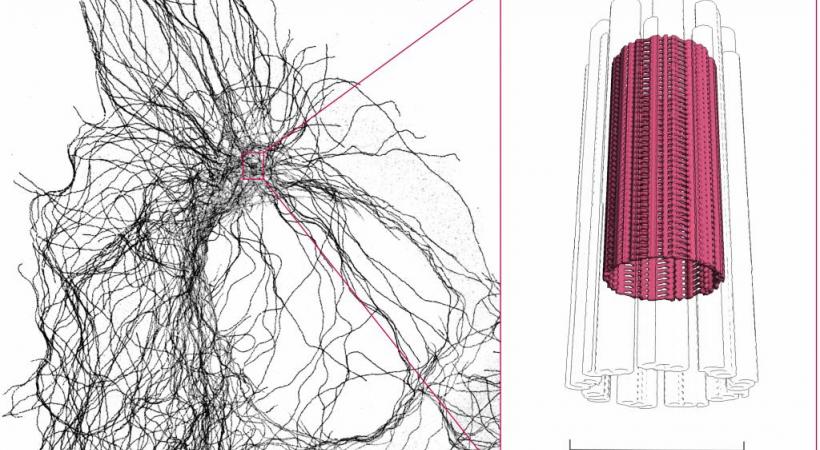 Les chercheurs de l’UNIGE ont découvert une nanostructure dans le squelette cellulaire. DR