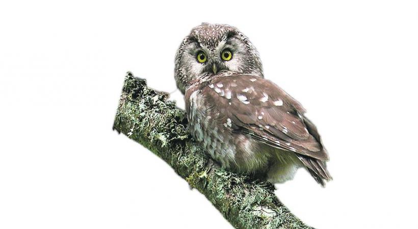 FESTIVALDUFILMVERT.CH