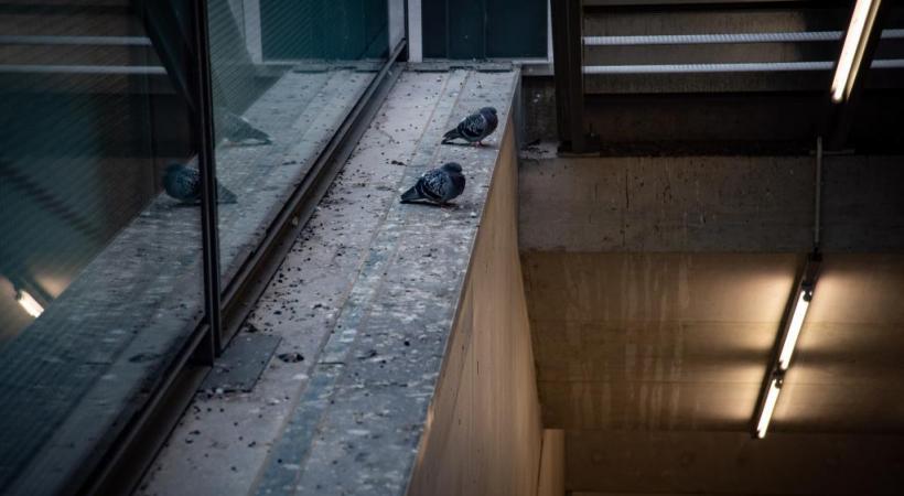 Les CFF vont renforcer les nettoyages et poser des pics anti-pigeons supplémentaires. 