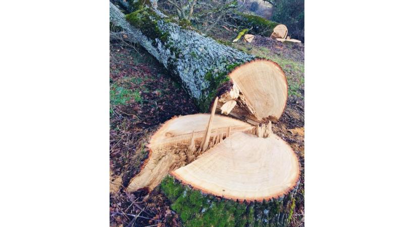 Selon le site PilierPublic, les avis ou dérogations pour abatage d’arbres ont augmenté de 16% entre septembre 2019 et septembre 2020. DR