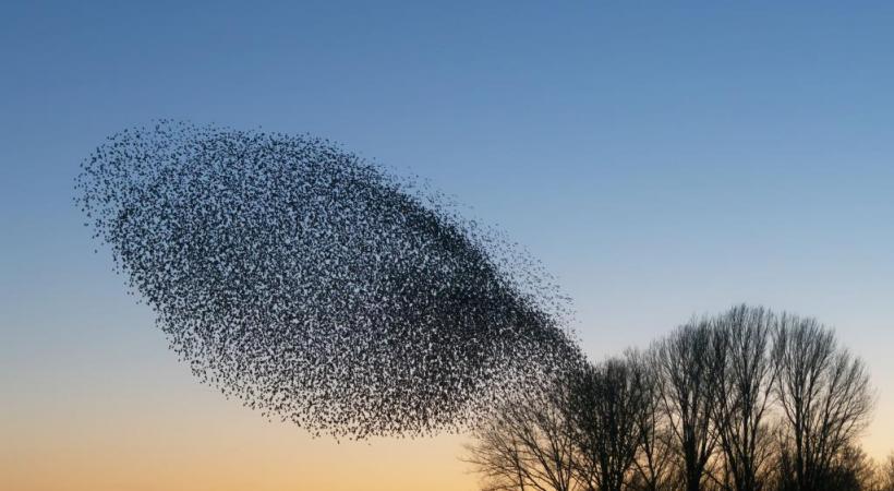 123RF/A.G.D. BEUKHOF 