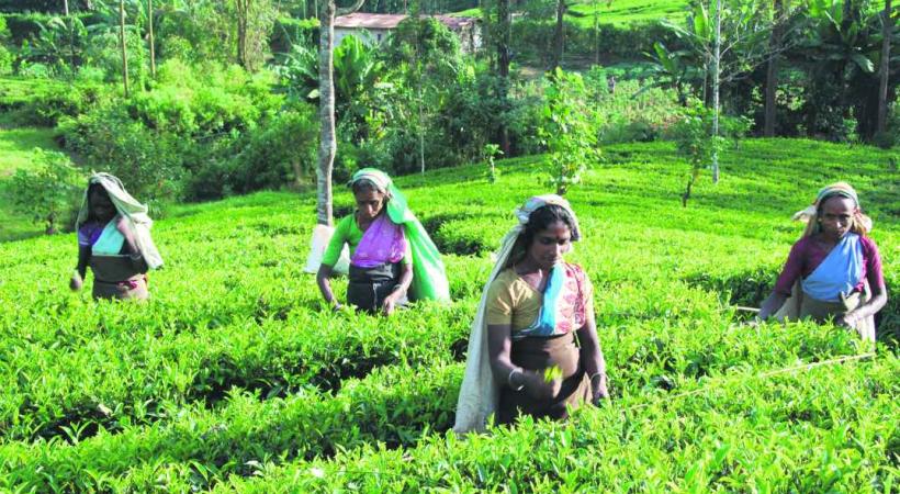 Qui n'a jamais entendu parler du fameux thé de Ceylan?